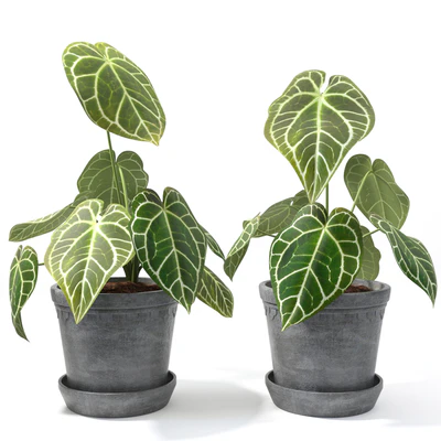 Set of plants 10 — Ver 2