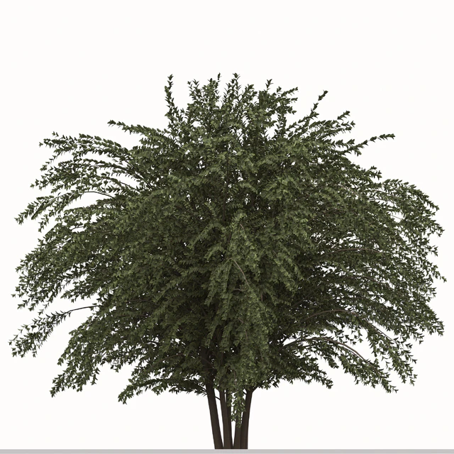 Set of Abelia grandiflora Plants (Pearl Acacia) (3 Shrubs) — Descargar