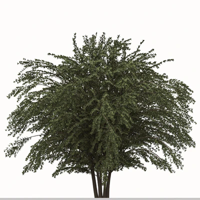 Set of Abelia grandiflora Plants (Pearl Acacia) (3 Shrubs) — Ver 2