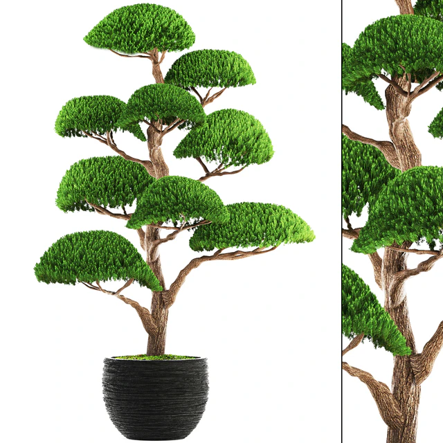 Niwaki 3, cedar, topiary, Niwaki, ornamental tree, landscaping, flowerpot, pot — Descargar