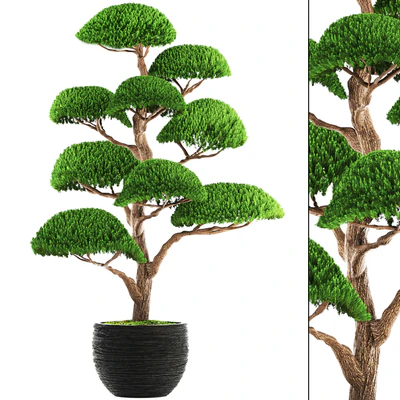 Niwaki 3, cedar, topiary, Niwaki, ornamental tree, landscaping, flowerpot, pot — Ver 1