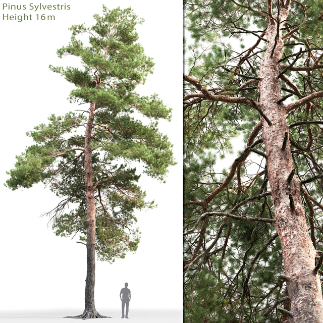 Pine — Скачать