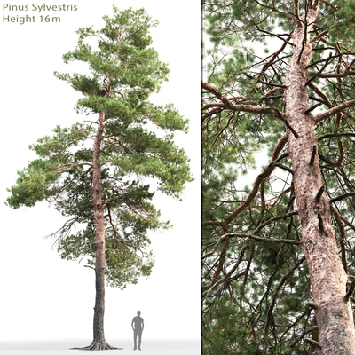 Pine — Вид 1