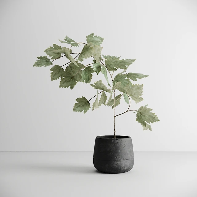 Scandinavian Plant — Descargar