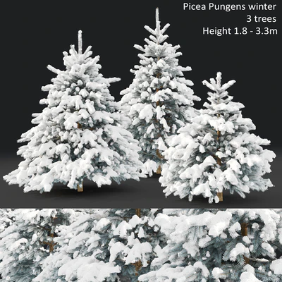 Spruce winter — Вид 1
