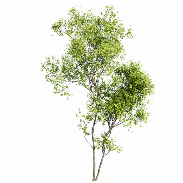 Real Tree Acer Saccharinum Summer — Скачать