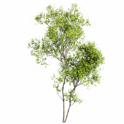 Real Tree Acer Saccharinum Summer — Вид 2