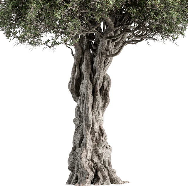 Olive Tree Set 194 — Скачать