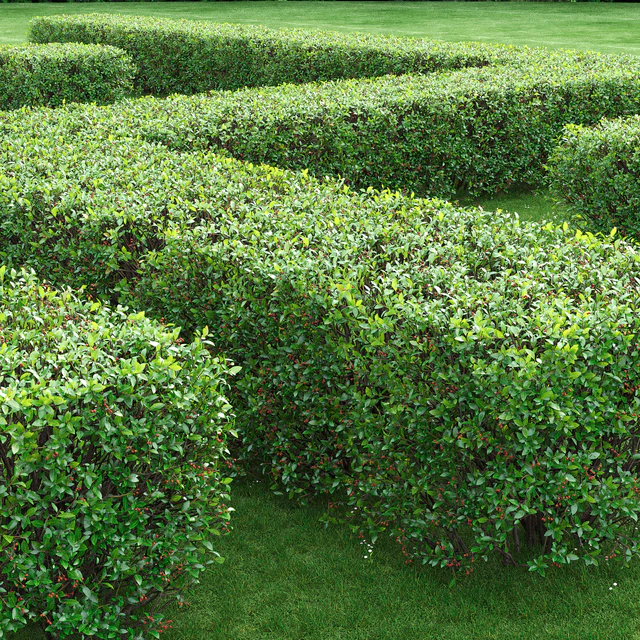 Cotoneaster — Descargar