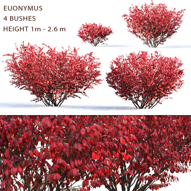 Euonymus — Descargar