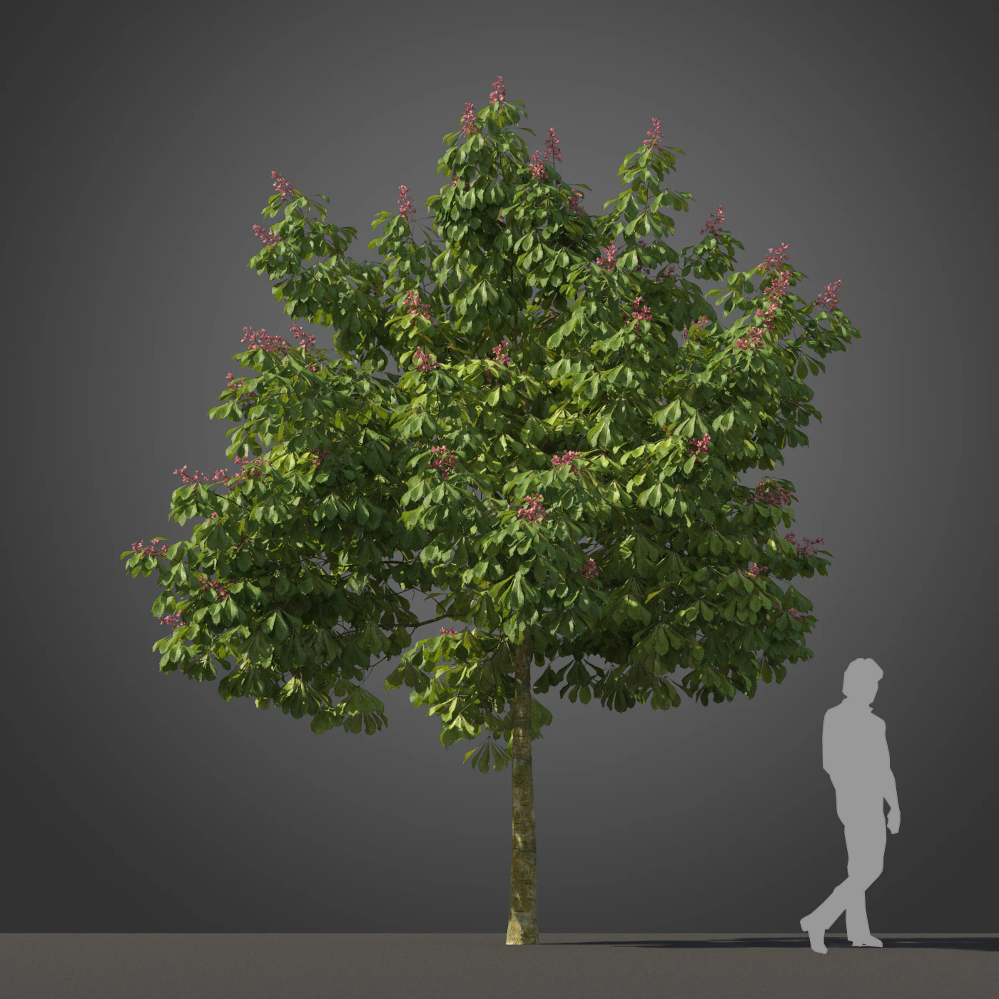 subtropical trees 018 — Скачать