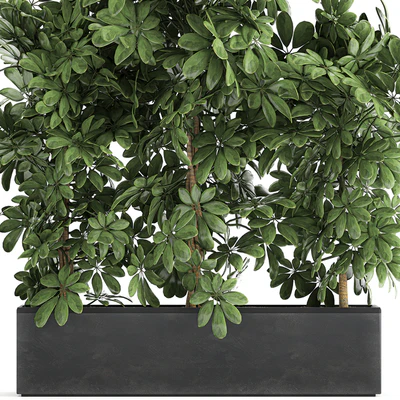 A beautiful lush shrub of an ornamental plant in a black Scheffler pot. Set 762. — Ver 3
