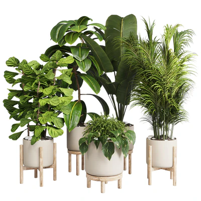 collection Indoor plant 30 -wood vase — Ver 1