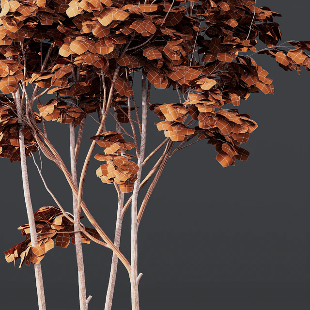 Acer Buergerianum and Ash Maple Tree — Descargar