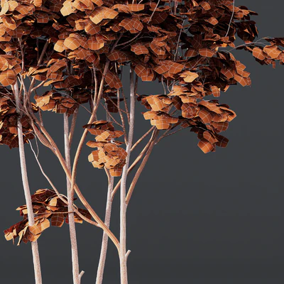 Acer Buergerianum and Ash Maple Tree — Ver 2