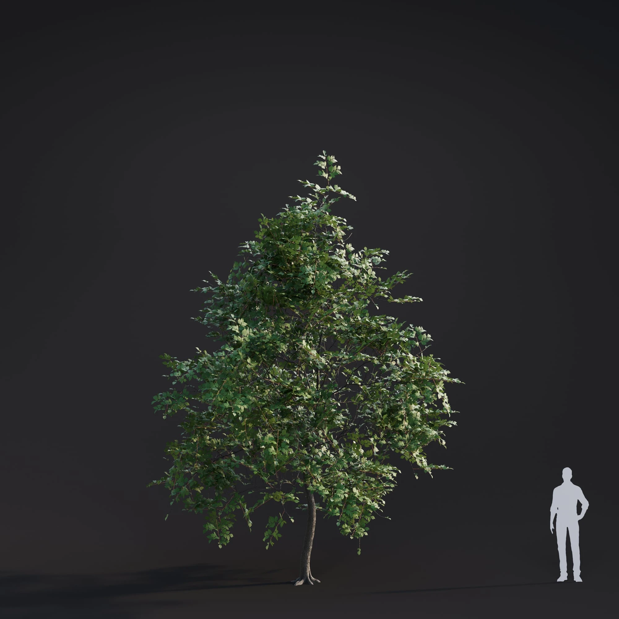005 white elm — Descargar