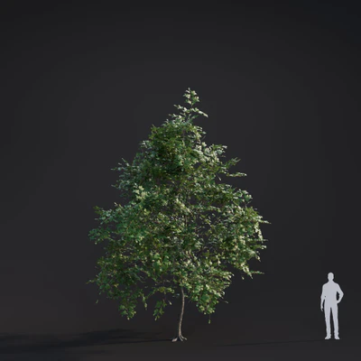 005 white elm — Descargar