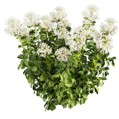 Collection plant vol 570 — Вид 2