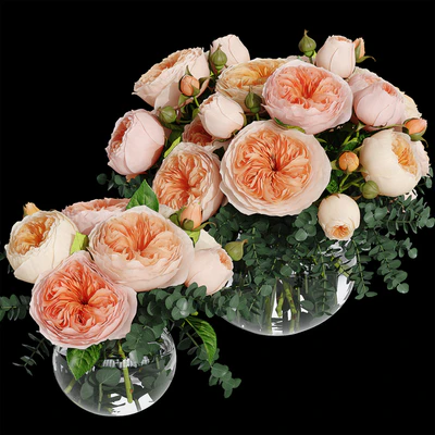 Rosa Juliet — Ver 1