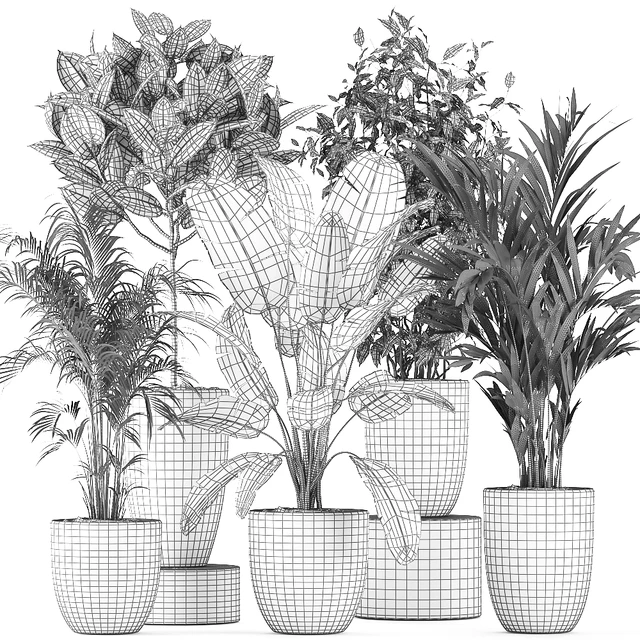 Collection of indoor plants, Banana, palm, ficus, tree in black pots for the interior. Set 610. — Descargar