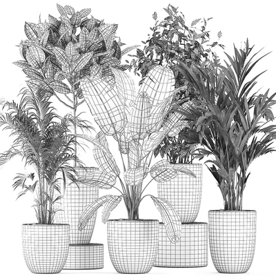 Collection of indoor plants, Banana, palm, ficus, tree in black pots for the interior. Set 610. — Ver 3