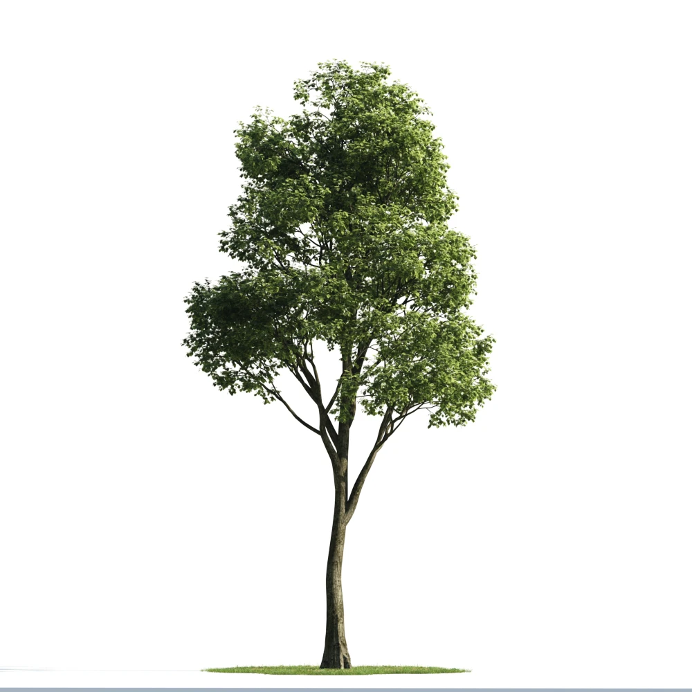 trees 051 — Скачать