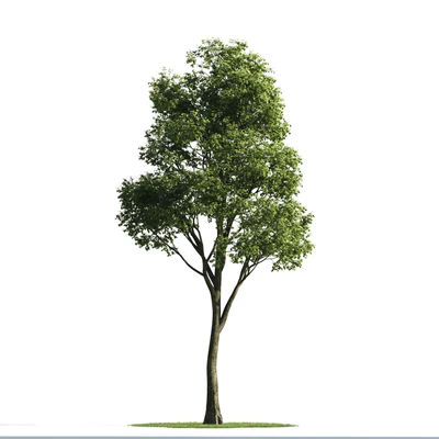 trees 051 — Скачать