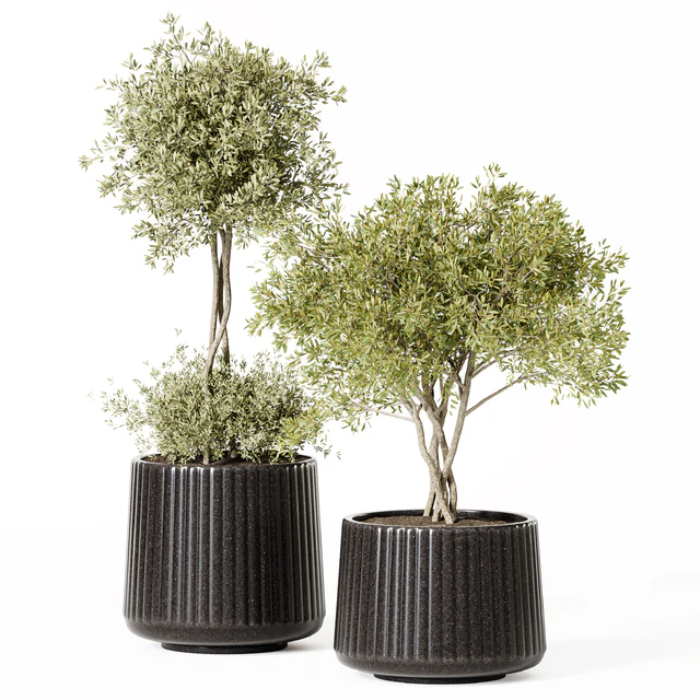 Indoor Plant Set 019 — Descargar