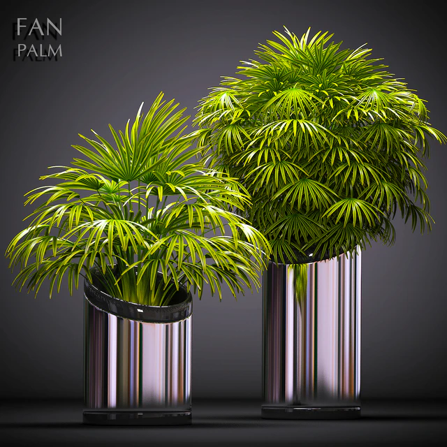 FAN PALM 53 — Descargar
