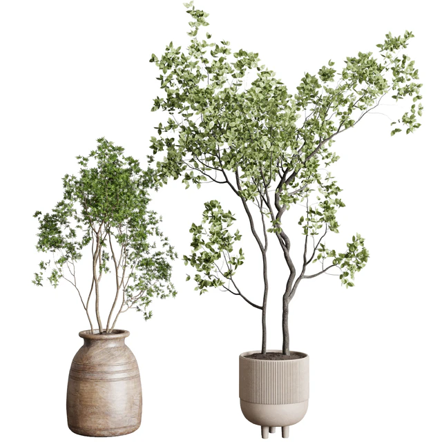 collection indoor plant 227 — Скачать