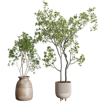 collection indoor plant 227 — Вид 3