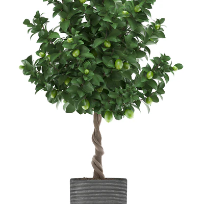 Plant collection 273. Citrus lime, Lemon tree, citrus, fruit tree, flowerpot, pot, outdoor, garden, park, landscaping, eco — Ver 2