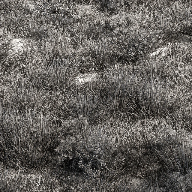 Nature Meadow - Grass Set 17 — Descargar