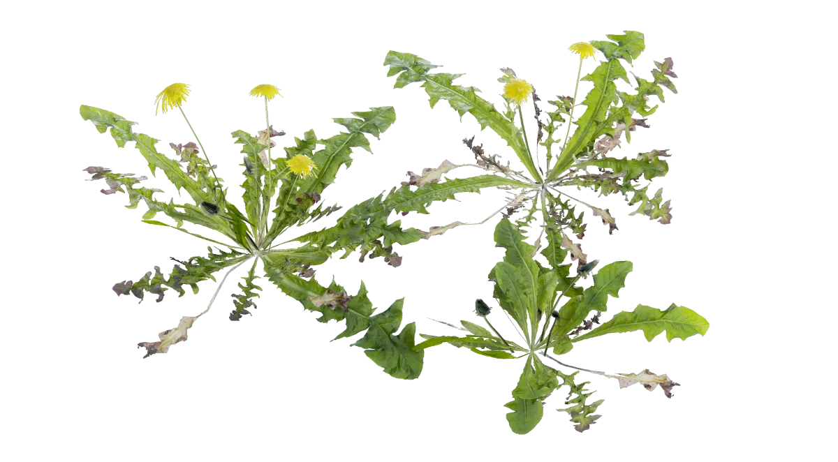 leafy dandelions 001 — Скачать