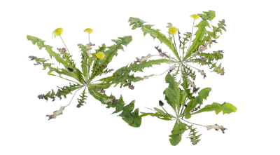 leafy dandelions 001 — Скачать