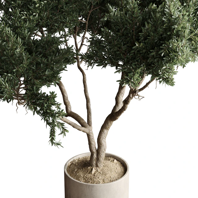 Indoor plant 04 - Tree in a pot — Download