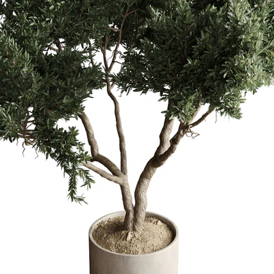 Indoor plant 04 - Tree in a pot — View 3