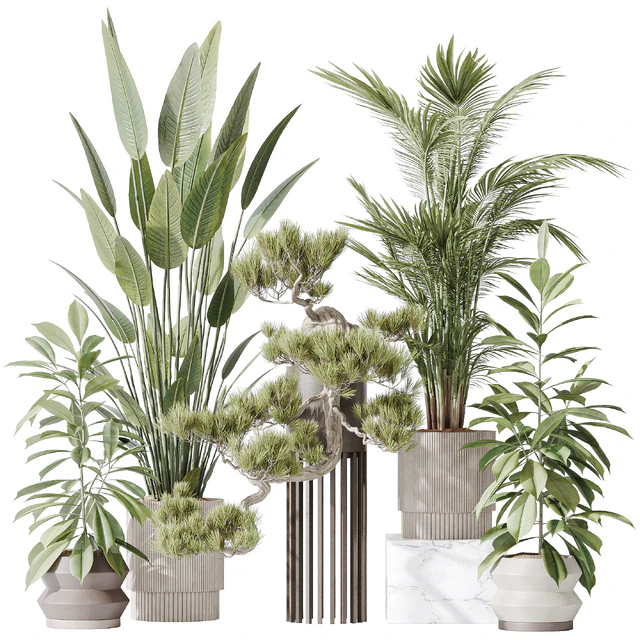 Indoor plant set 31 — Скачать