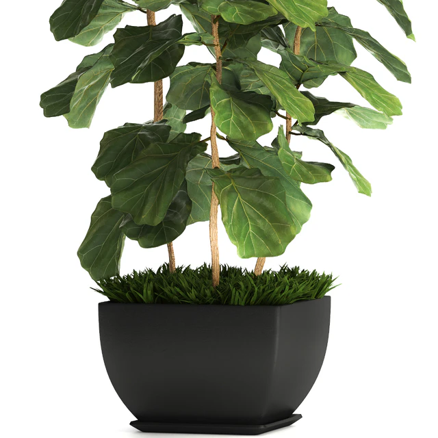 Ficus lyrata. 4. decorative, office, bush, tree, office plant, pot — Descargar