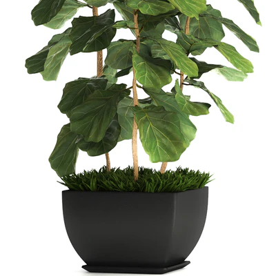 Ficus lyrata. 4. decorative, office, bush, tree, office plant, pot — Ver 2