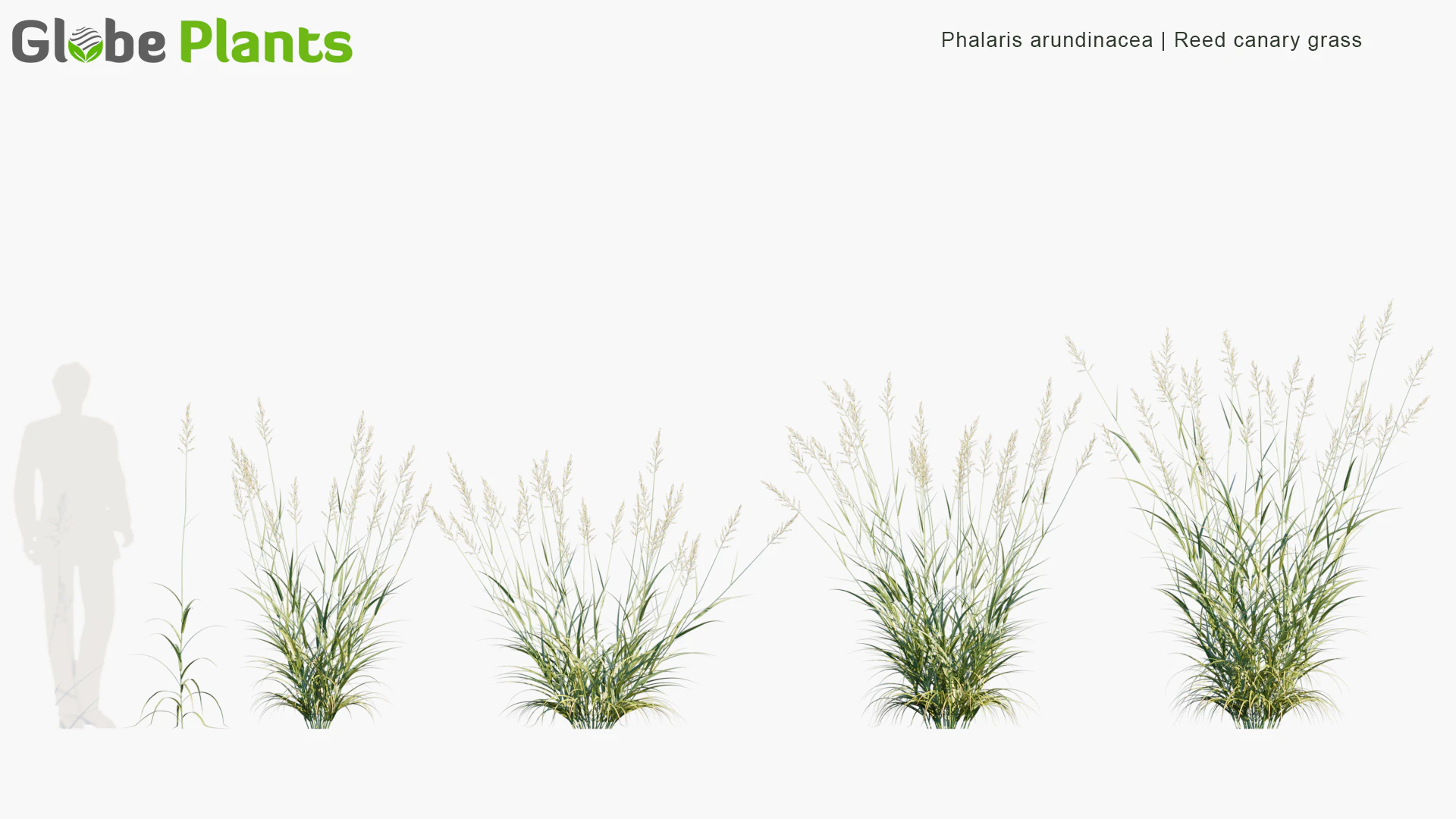 phalaris arundinacea — Скачать