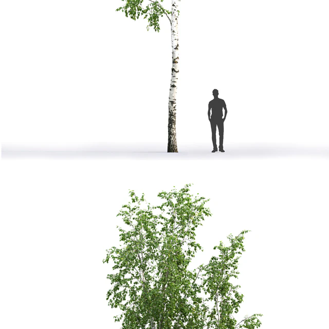 Betula — Descargar