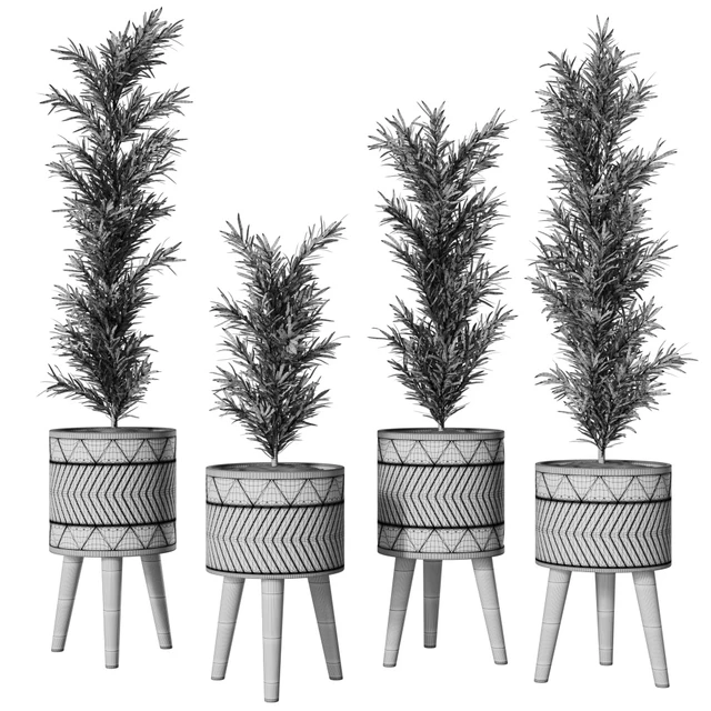 Podocarpus Vase Plant — Descargar