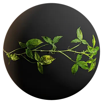 arrowhead vine 003 — Скачать