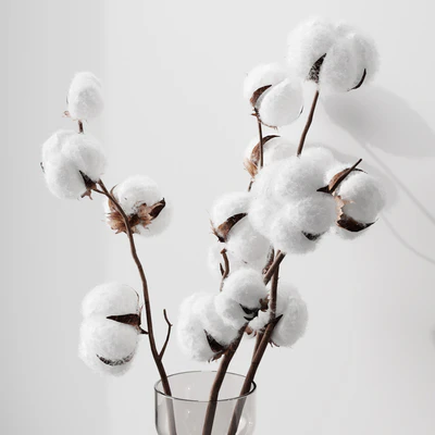 Cotton — Ver 2