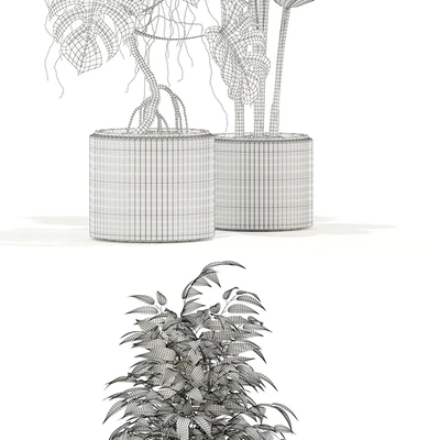 Plants collection 117 — Вид 2