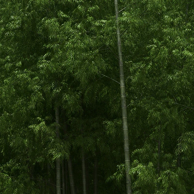 Bamboo Trees — Ver 2