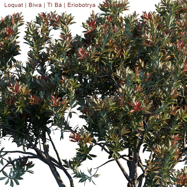 Loquat | Biwa | Eriobotrya japonica — Descargar