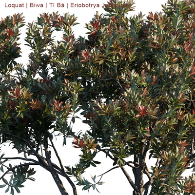 Loquat | Biwa | Eriobotrya japonica — Ver 3
