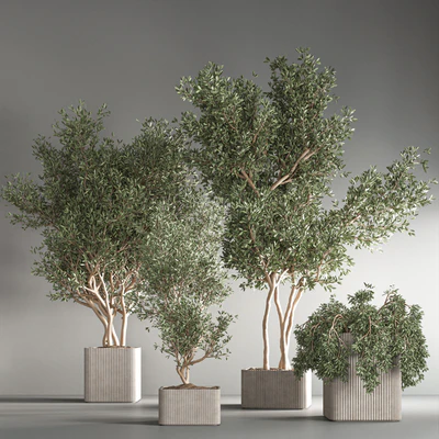 indoor plant set24 — Вид 2